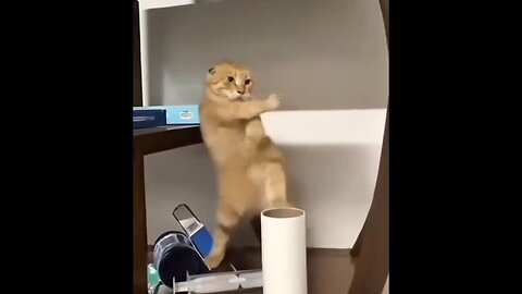 Kung Fu Cat 🐈