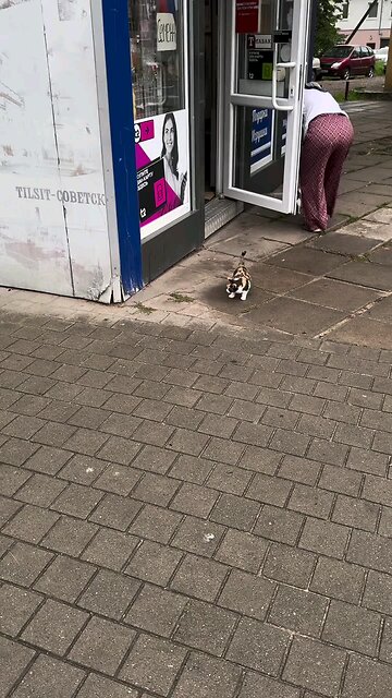 Cute Cat Baby Tries to Catch a Pigeon on the Street 🐱🕊️