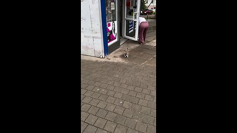 Cute Cat Baby Tries to Catch a Pigeon on the Street 🐱🕊️