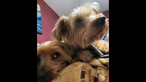 Batman & Chewy wake up! #funnydogs #yorkie