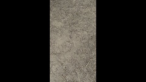 Sophie’s first walk