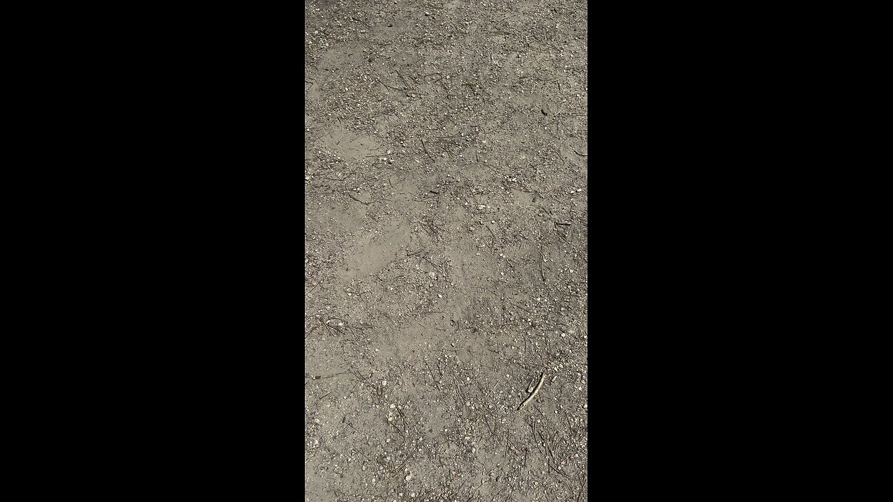 Sophie’s first walk