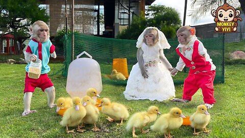 The process of YinYin raising ducklings to fulfill his dream of marrying YiYi