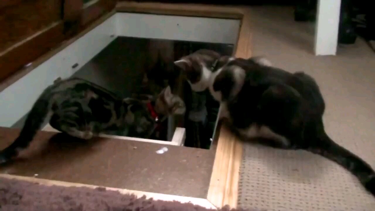 funny cats compilation