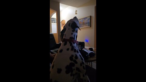 Luna the Fire Dog
