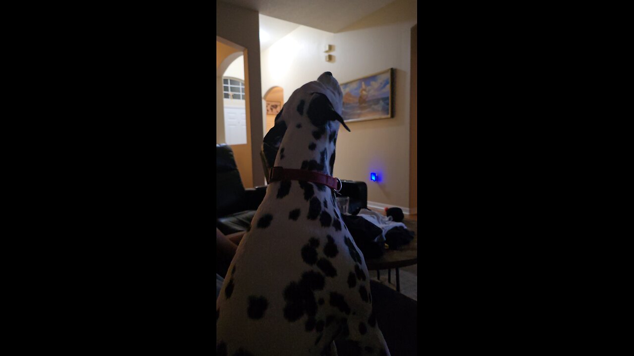 Luna the Fire Dog