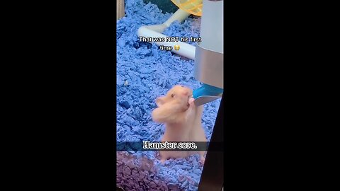 I have a small hamster at home.