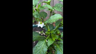 My bell peppers