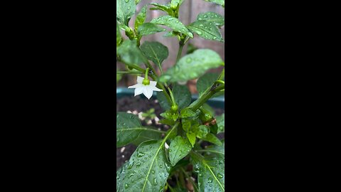 My bell peppers