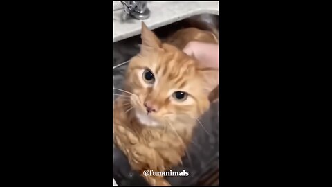 funny animals 🐶😸😂