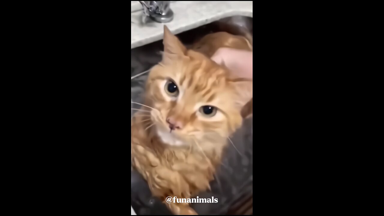 funny animals 🐶😸😂