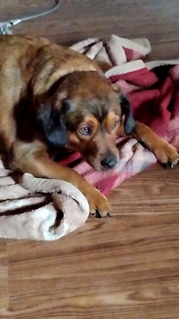 Roscothe rescue dog 🐶