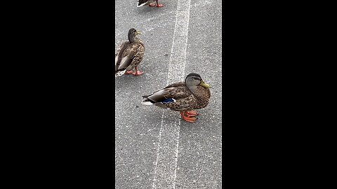 Mallard Ducks 🦆 #mallardducks #followme #ducks #short #viral #trending