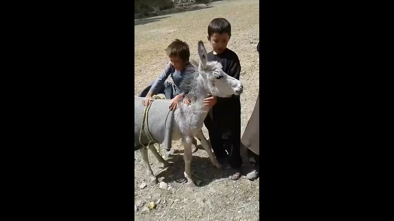 funny video