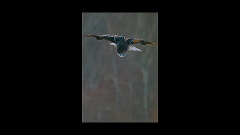 The Great Grey Owl relies on its keen senses to hunt voles