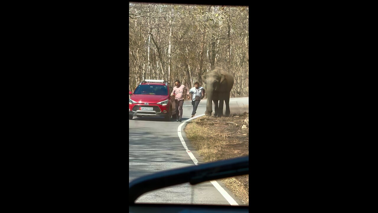 Elephant attack two peoples