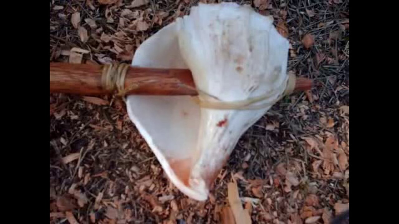 PRIMITIVE SURVIVAL, Shell Tools Of The Calusa Indians