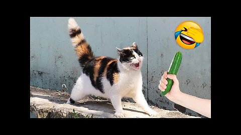 Funniest Cats and Dogs Videos 🐶🐱 | Funny Animal Videos