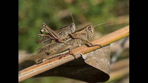 INSECTS