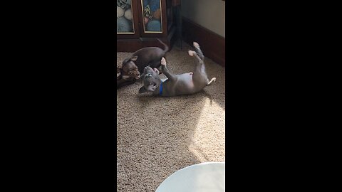 puppy life
