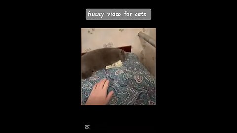 funny videos moments