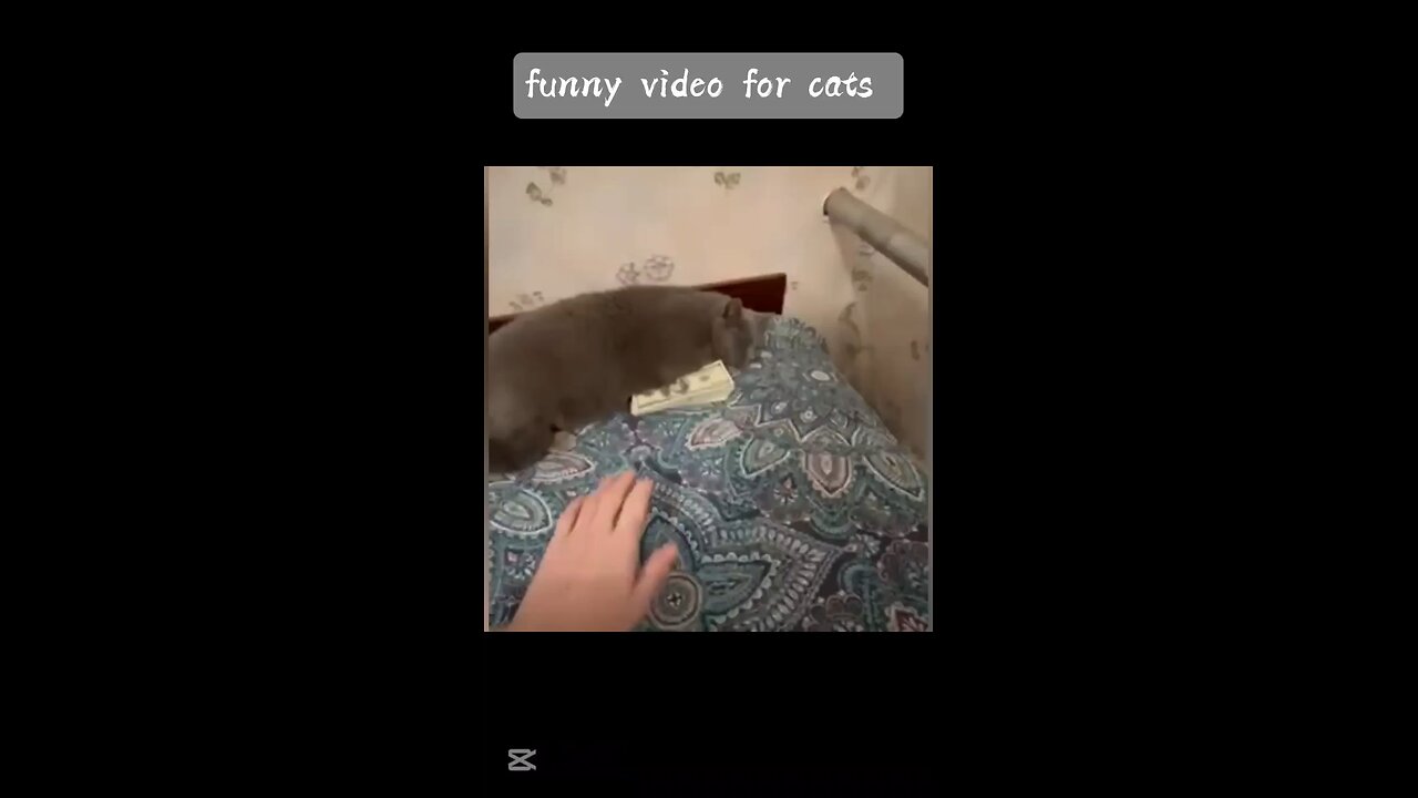 funny videos moments