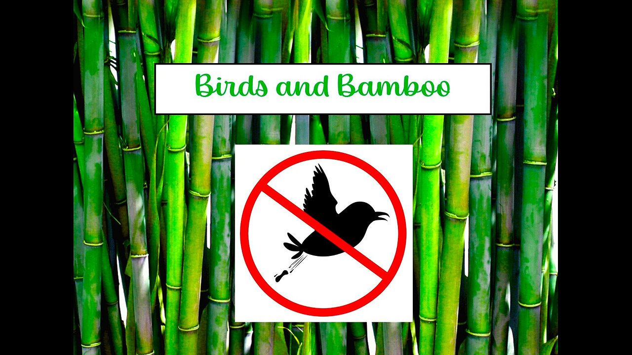 Birds and Bamboo 6.2.25