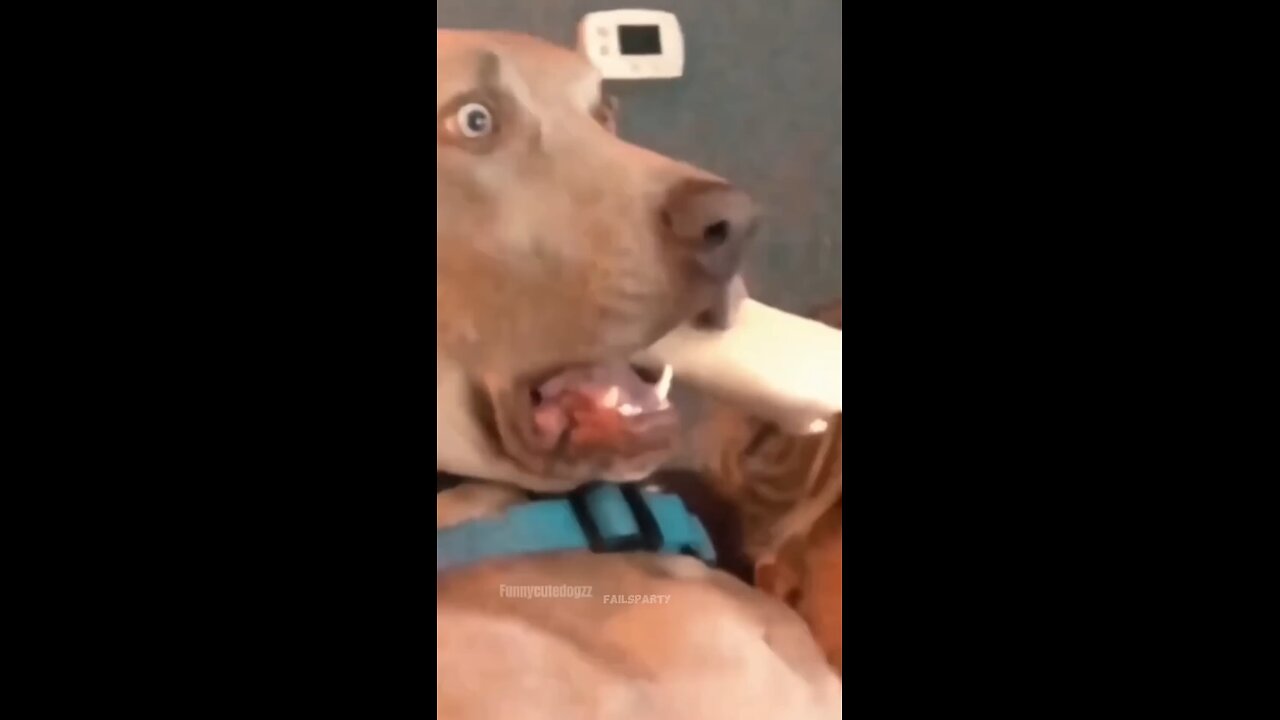 Funny_Animals_2024_😂_-_Funniest_Cats_and_Dogs_video_🐱_🐶_#shorts_