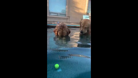 "Deep Dog Dive"