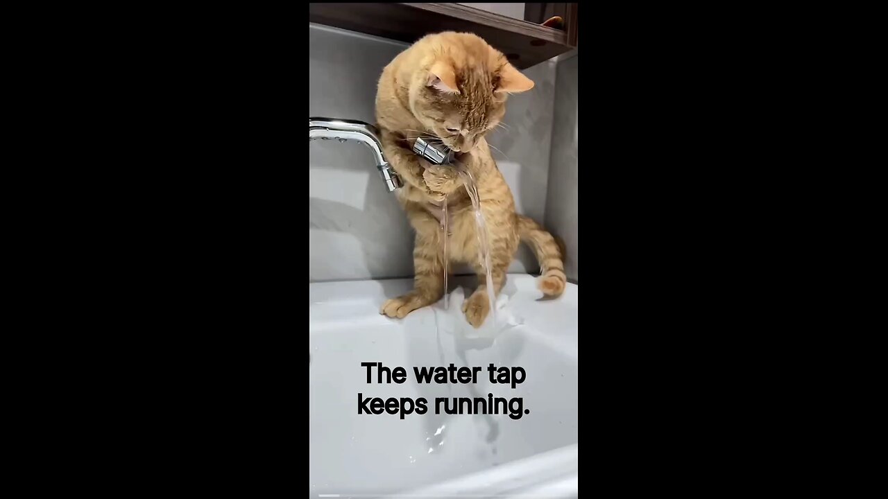 Cat help Shop West water
