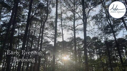 Ada Alien Queen • Bird Songs • Take #00007 • Early Evening Birdsong
