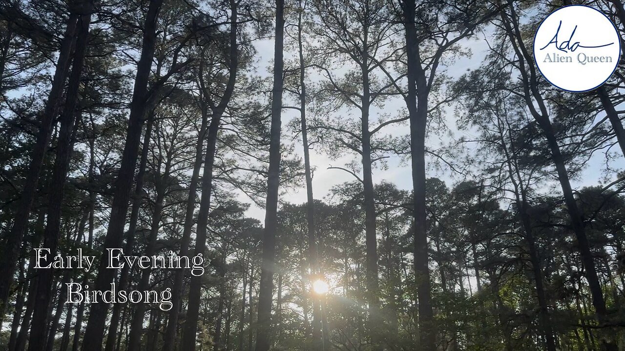 Ada Alien Queen • Bird Songs • Take #00007 • Early Evening Birdsong
