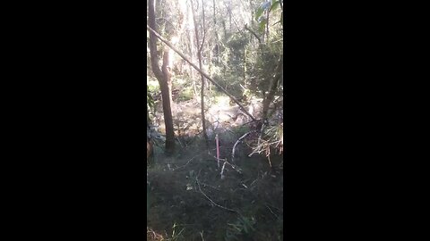 Yowie gifting 1st attempt at Glass house mountains