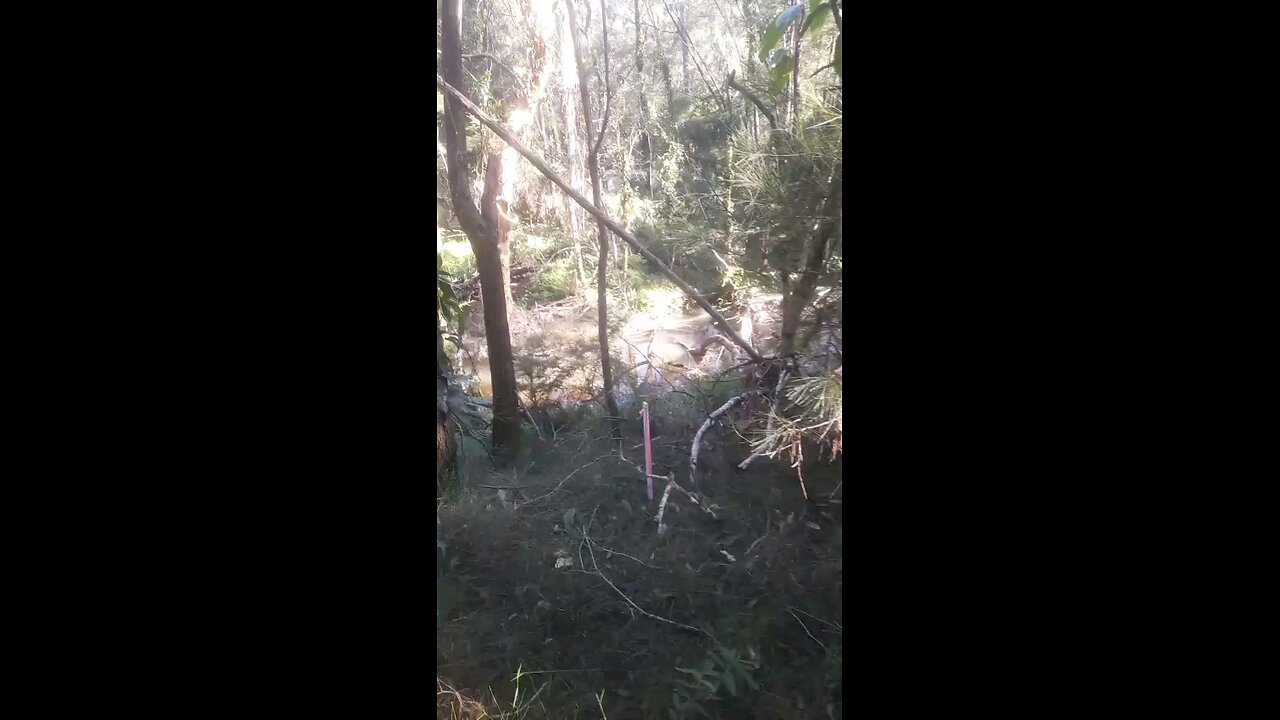 Yowie gifting 1st attempt at Glass house mountains