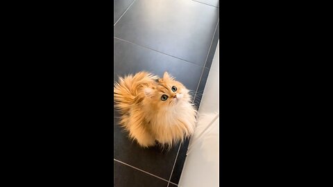 cute 🥰 cat 🐈😺 #cat #nature #cats #catvideos #catshorts #shortsfeed #shorts #love #travel #animals