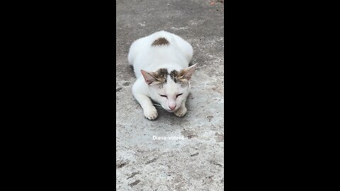 Cute White Street Cat Resting Peacefully | Stray Cat Moments