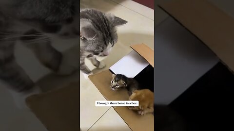 The girl was walking through the park when her dogs were found in the bushes of abandoned kittens