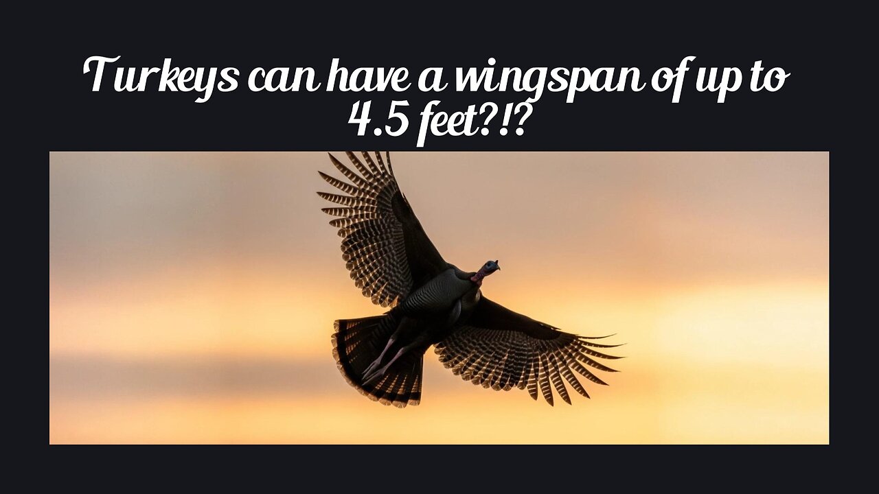 Fun Fact for May 29th 2025 Pt 1