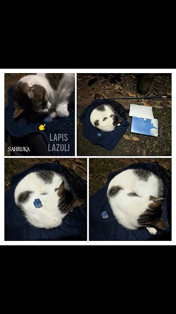Cuddler loved the Lapis Lazuli ✨ 💕
