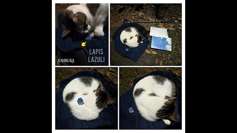 Cuddler loved the Lapis Lazuli ✨ 💕