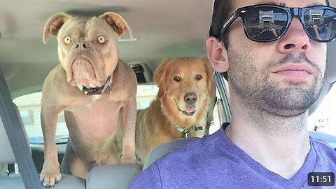 Animals Have More IQ Than You 🤪 Funny Animal Videos 2025