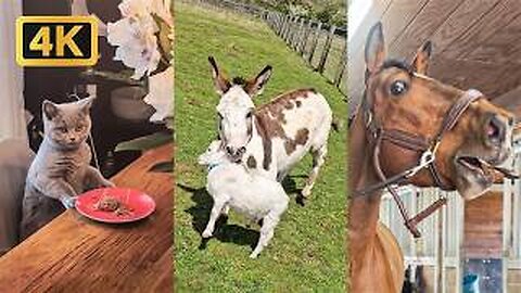 1 Hour of Viral Animal Videos - FUNNY Pet Shorts