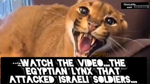 Watch the video...the Egyptian lynx that attacked Israeli soldiers...