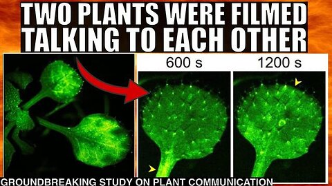"Amazing Real-Time Footage: Discover How Plants Communicate with Each Other"