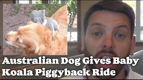 Dog Gives Baby Koala Piggyback Ride