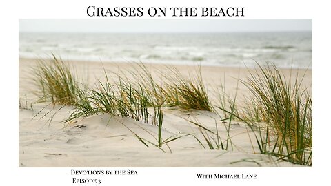 Grasses on the Beach