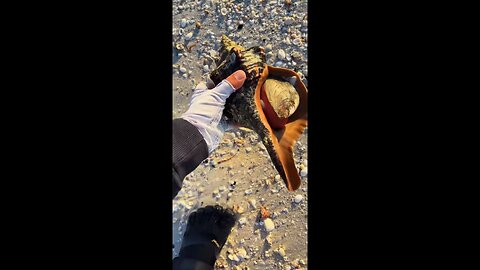 Livestream Highlights | Shells, Starfish, Pygmy Octopus & More!