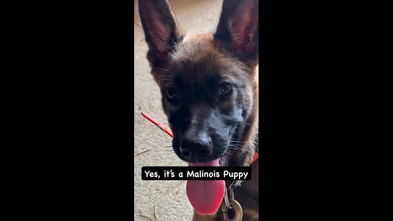This Mally is Cute Now, but soon She’ll Stop Threats
