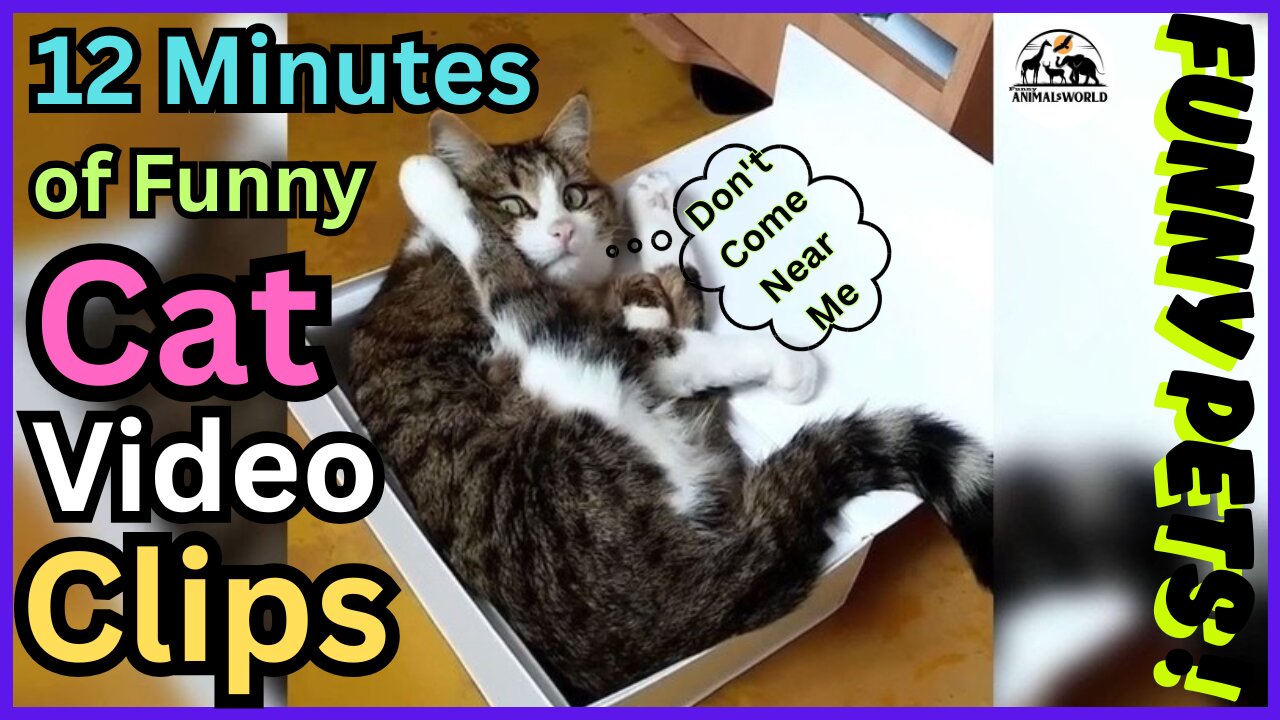 12 Minutes of Funny Cat Videos
