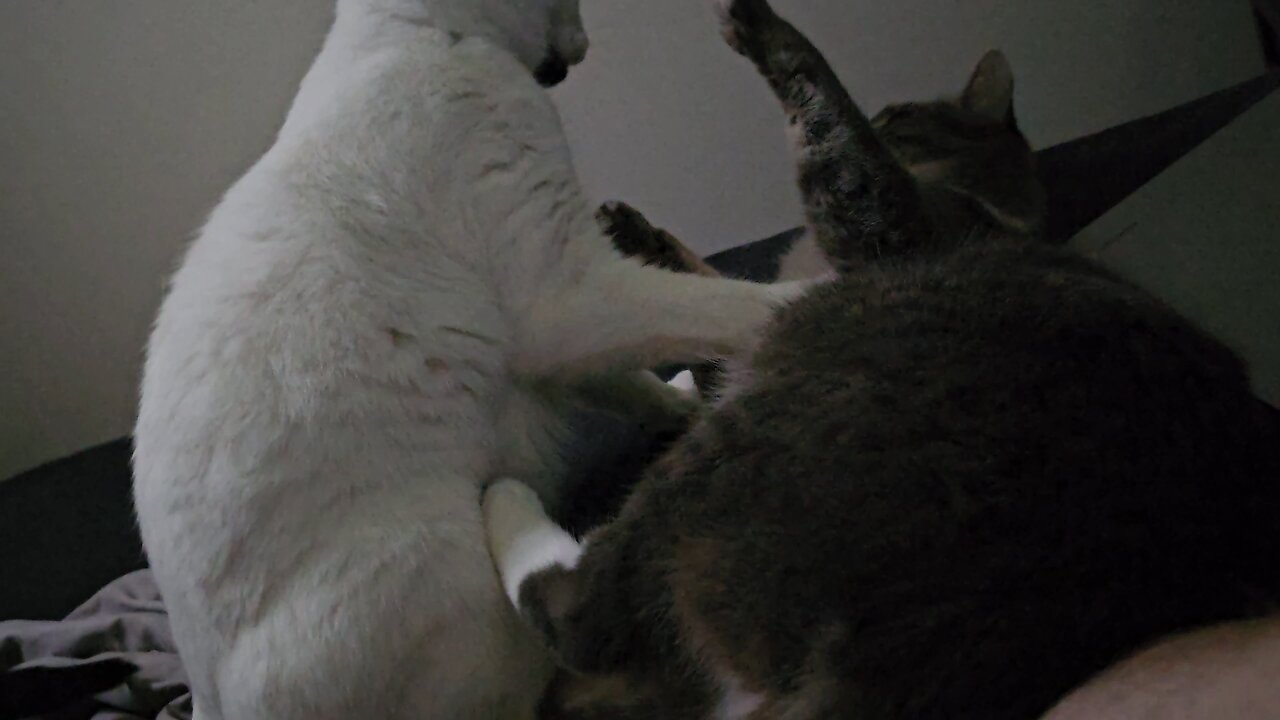 Cas and Shaggy wrestling